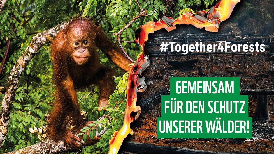 togetherforforests